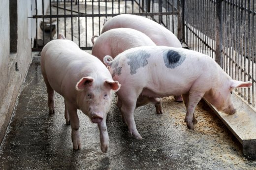 В Вельском районе объявлен карантин из-за вспышки африканской чумы свиней